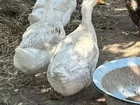 Ducks — լուսանկար 2