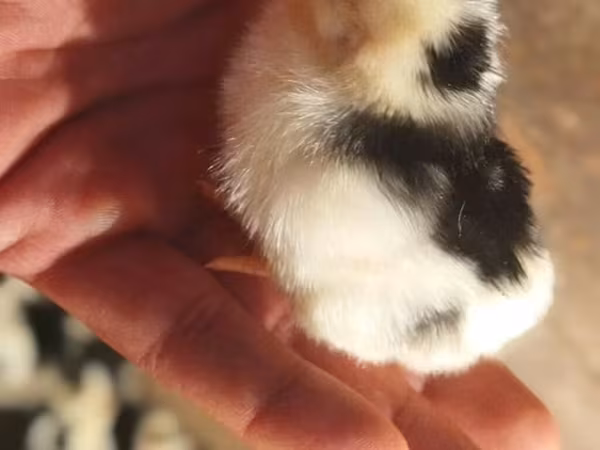 Chickens