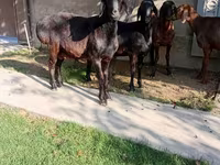 Carnero, Arashan sheep — foto 4