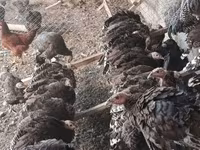Բրոնզե — լուսանկար 1