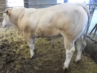 Ցուլ, Blonde d’Aquitane cattle — լուսանկար 4