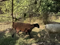 Ոչխար, Ոչխարներ — լուսանկար 3