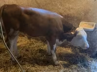 सांड, हंगेरियन ग्रे नस्ल — फ़ोटो 5