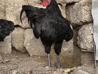 أستراليان بيت غيم فاول — الصورة 1