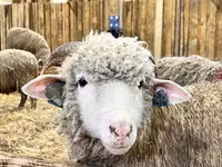 Schaf, Romanov sheep — Foto 1