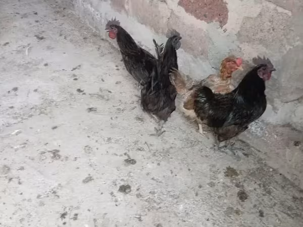 Այամ Չեմանի