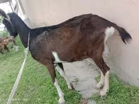 Էգ այծ, Alpine goat — լուսանկար 4