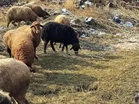 Ram, Sheep — photo 1