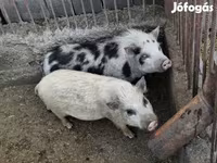Қабан, Вьетнамская вислобрюхая — 2-сурет