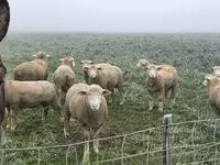 كبش, Ile-de-France sheep — الصورة 4