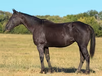 فرس, Quarter Horse — الصورة 1
