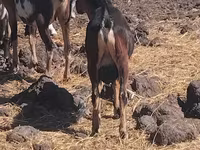 Արու այծ, Այծեր — լուսանկար 2