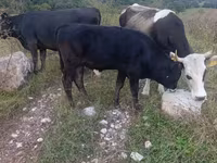 Bull, Cattle — photo 7