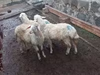 Ram, Sheep — photo 1