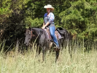 فرس, Quarter Horse — الصورة 8