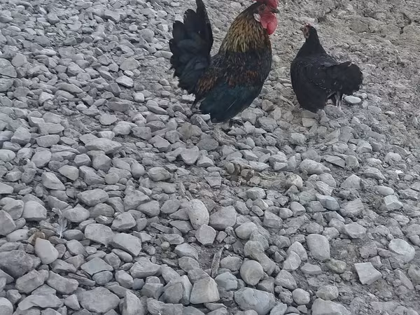Japanese Bantam