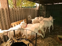Այծեր (խումբ, սեռը նշված չէ), Pomellata goat — լուսանկար 2