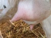 Ziege, Ziegen — Foto 7