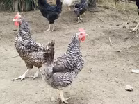 Chickens — Foto 1