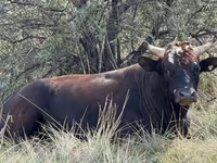 公牛, Cattle — 照片 2