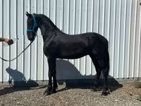 حصان, Friesian — الصورة 3