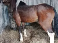 Horse (M), Altai horse — photo 2