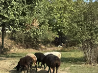 Ոչխար, Ոչխարներ — լուսանկար 6