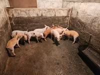 Sow, Pigs — photo 2