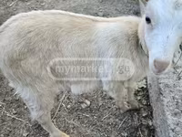 बकरी, Megrelian goat — फ़ोटो 3