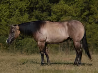 Caballo, Quarter Horse — foto 1