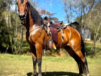 Ձի, Tennessee Walking Horse — լուսանկար 1