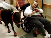 Ձի, Miniature horse — լուսանկար 5