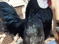 مينوركا — الصورة 3