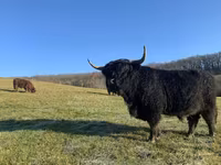 Ցուլ, Highland — լուսանկար 1