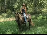 Stute, Kentucky mountain daddle horse — Foto 7