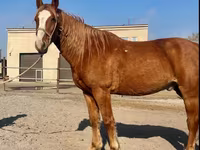 Ձի, Kustanai horse — լուսանկար 1