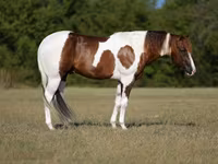 घोड़ा, American paint horse — फ़ोटो 1