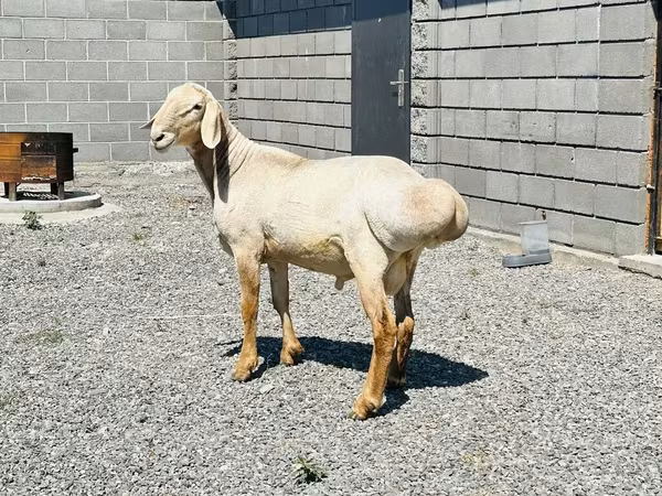 Ram, Hissar sheep