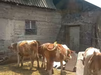 सांड, Simmental cattle — फ़ोटो 5