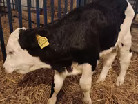 Ցուլ, Simmental cattle — լուսանկար 2