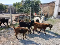 Bode, Cabras — foto 5
