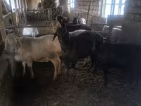 Խոյ, Ոչխարներ — լուսանկար 3