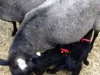 Ոչխար, Romanov sheep — լուսանկար 3