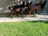Carnero, Arashan sheep — foto 2