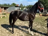 母马, Dutch warmblood horse — 照片 2