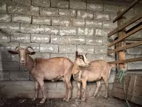 母山羊, Alpine goat — 照片 1