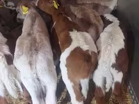 Ցուլ, Simmental cattle — լուսանկար 4