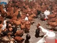 Chickens — լուսանկար 4
