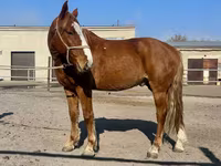 Ձի, Kustanai horse — լուսանկար 3