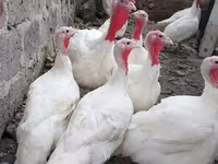Geese — լուսանկար 2